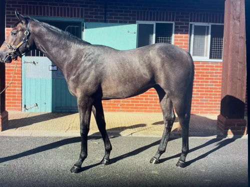 A Lovely Yearling by Mastercraftsman Arriving Today