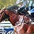 Horses running well
