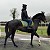 Two Horses, Two Outstanding Efforts