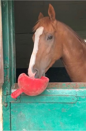 Hoping for a GOOD RUN TODAY AT HAYDOCK