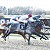 Winner Winner Nice One For They Yard