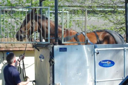 Horse continue in Good Form